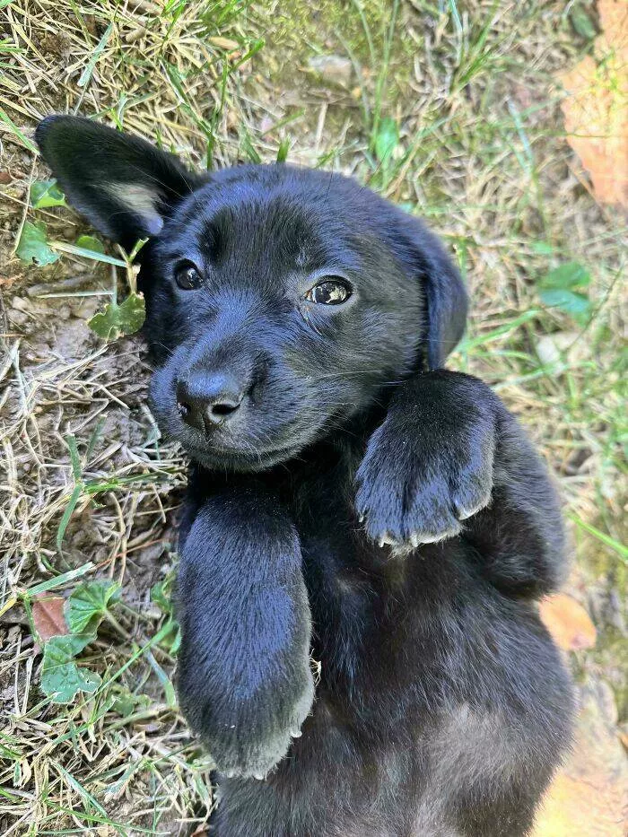 Irresistibly cute dogs that steal your heart - #40 