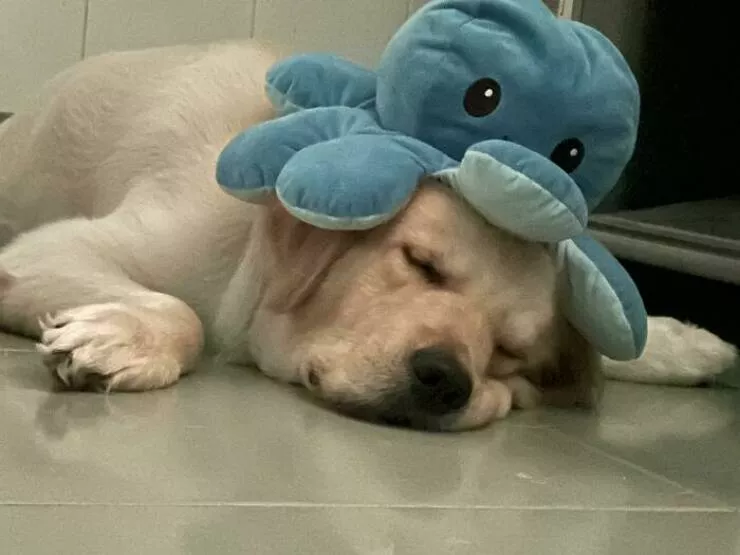 Les chiens les plus adorables qui soient