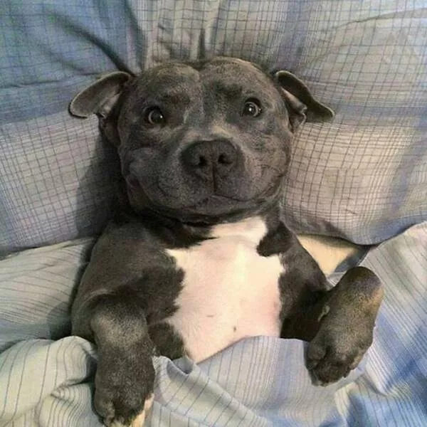 Irresistibly cute dogs that steal your heart - #42 