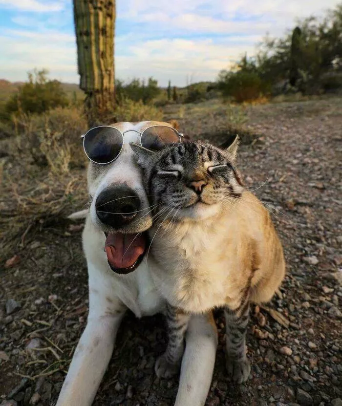 Les chiens les plus adorables qui soient