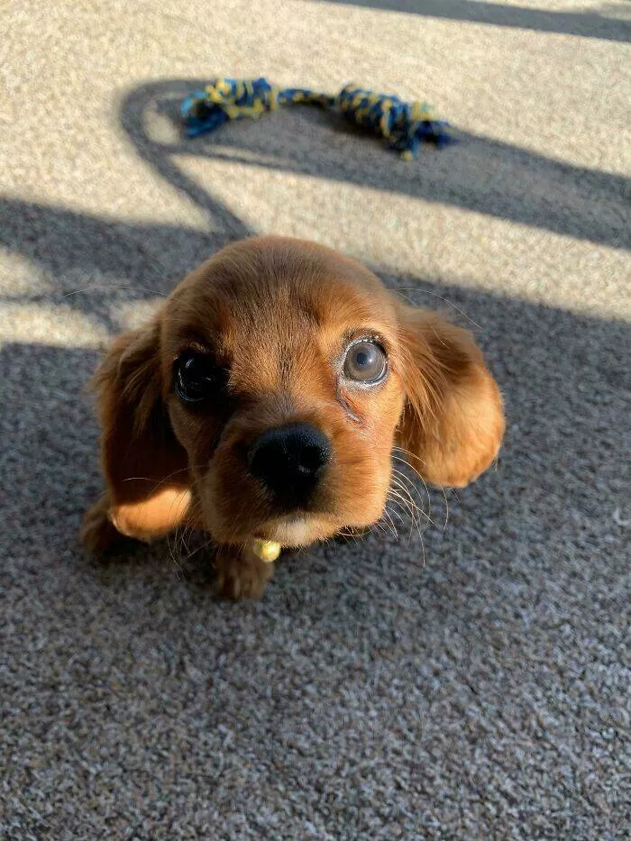 Les chiens les plus adorables qui soient - #6 