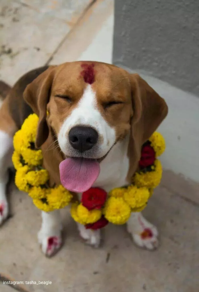 Irresistibly cute dogs that steal your heart - #7 