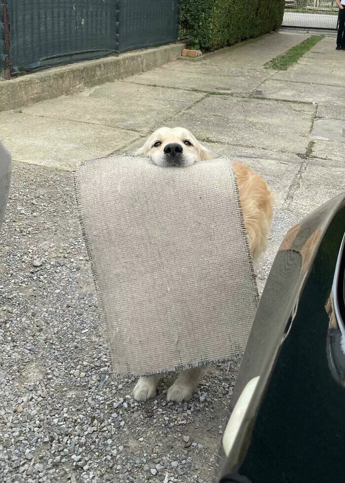 Les chiens les plus adorables qui soient - #8 