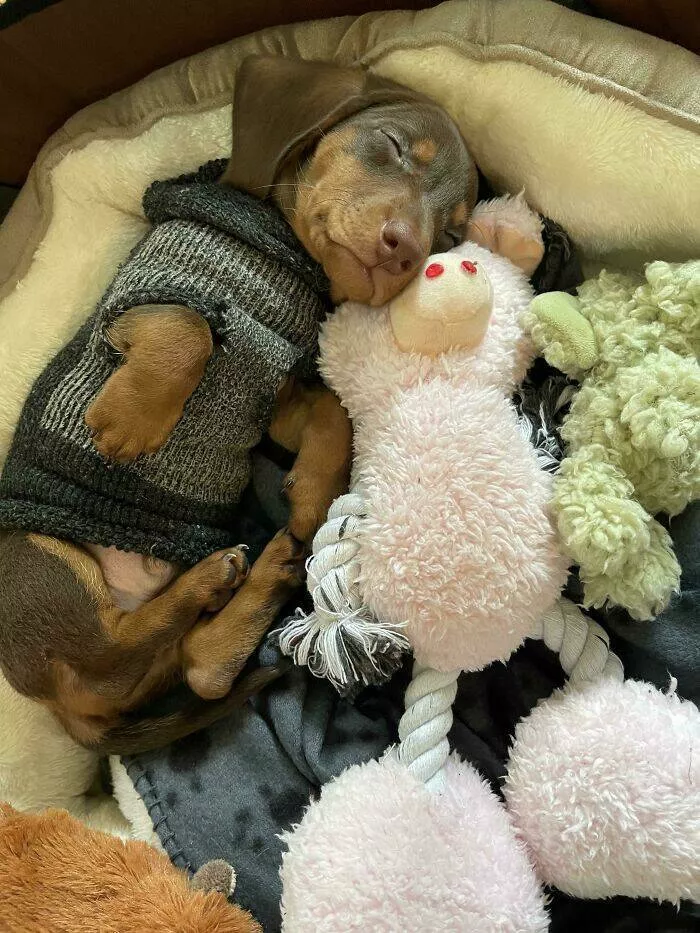 Irresistibly cute dogs that steal your heart - #9 