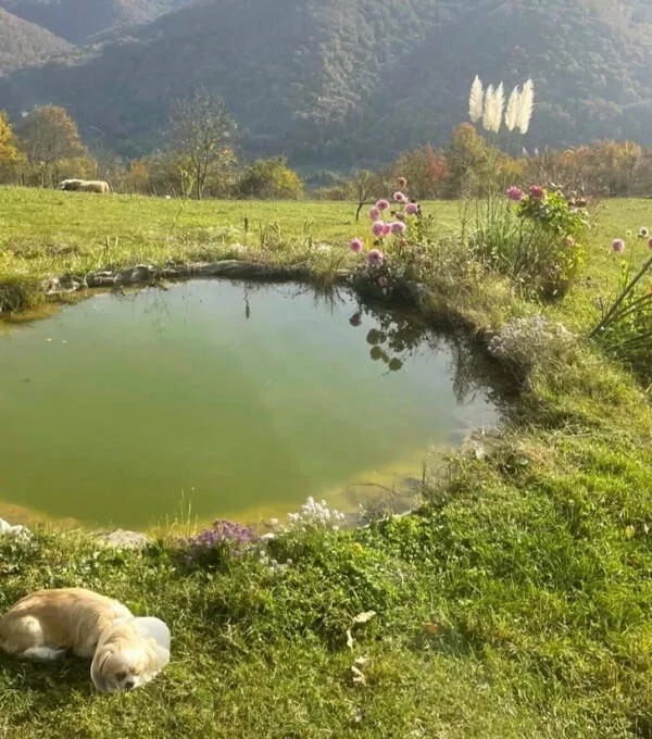 Cozy rural projects that warm the soul - #19 Tiny Garden Pond With Little Fish – Thanks, Cousin!