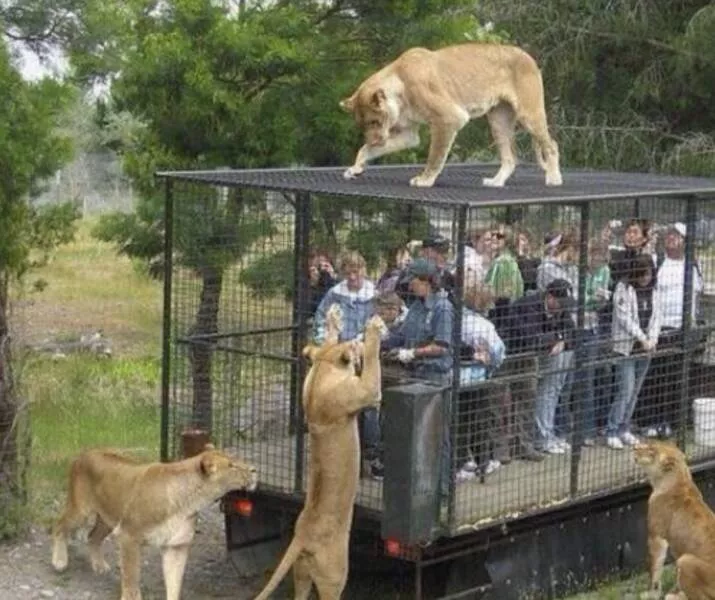 A wild mix of fun and weirdness to brighten your day - #32 