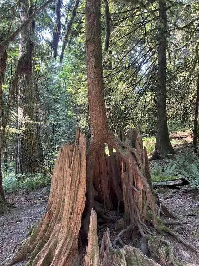 A wild mix of fun and weirdness to brighten your day - #38 