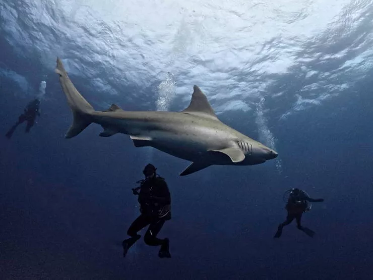 A wild mix of fun and weirdness to brighten your day - #4 