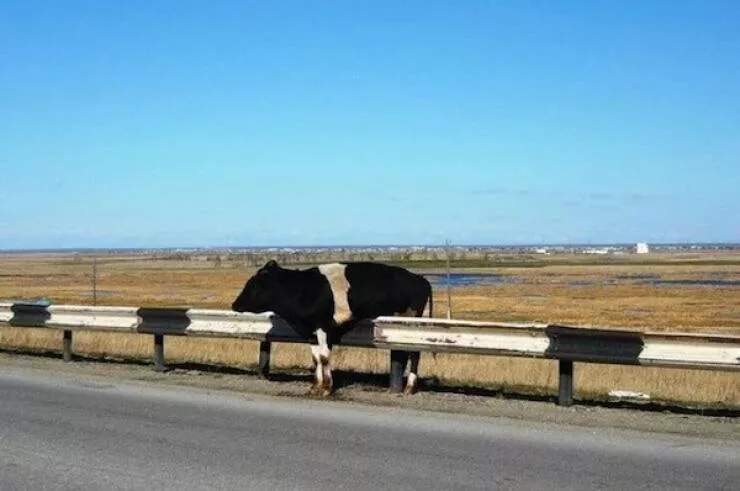 A wild mix of fun and weirdness to brighten your day - #52 