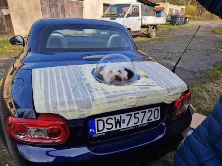 A wild mix of fun and weirdness to brighten your day - #58 