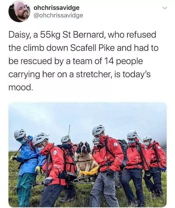 British memes that sting like missing the bus - #16 