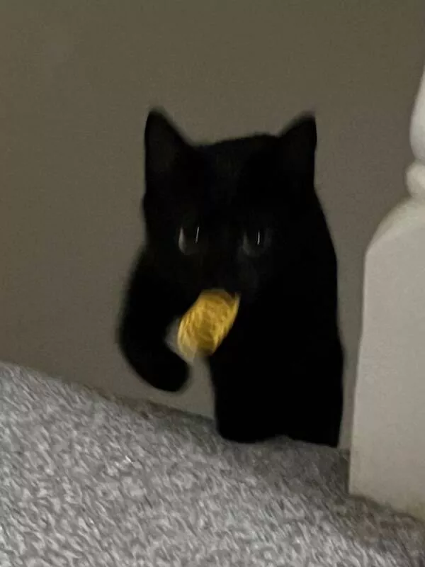 Quick furry and blurry capturing life in motion - #1 