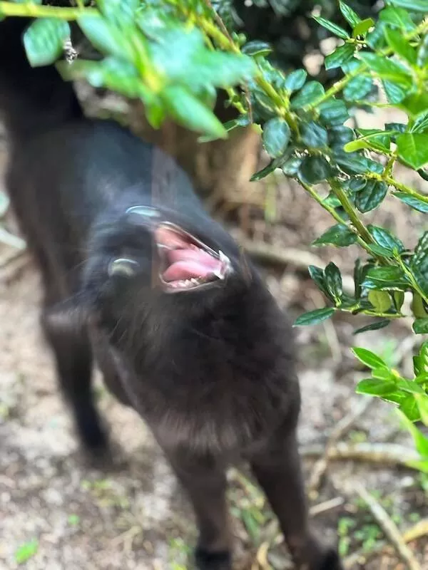 Quick furry and blurry capturing life in motion - #10 
