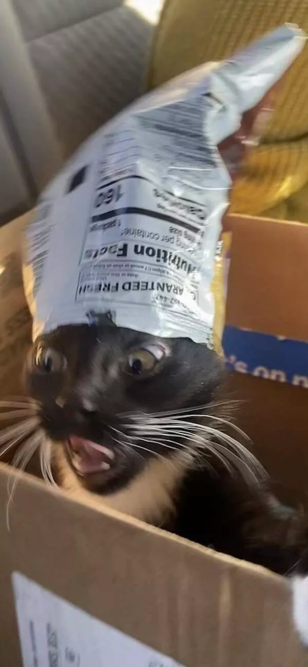 Quick furry and blurry capturing life in motion - #11 