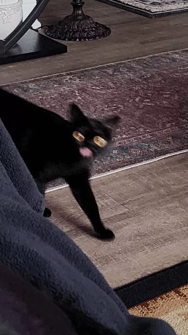 Quick furry and blurry capturing life in motion - #12 