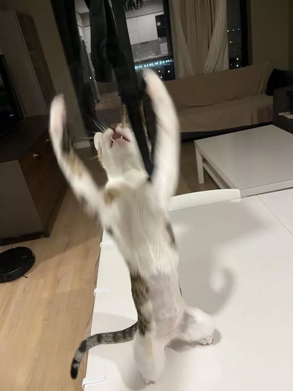 Quick furry and blurry capturing life in motion - #15 