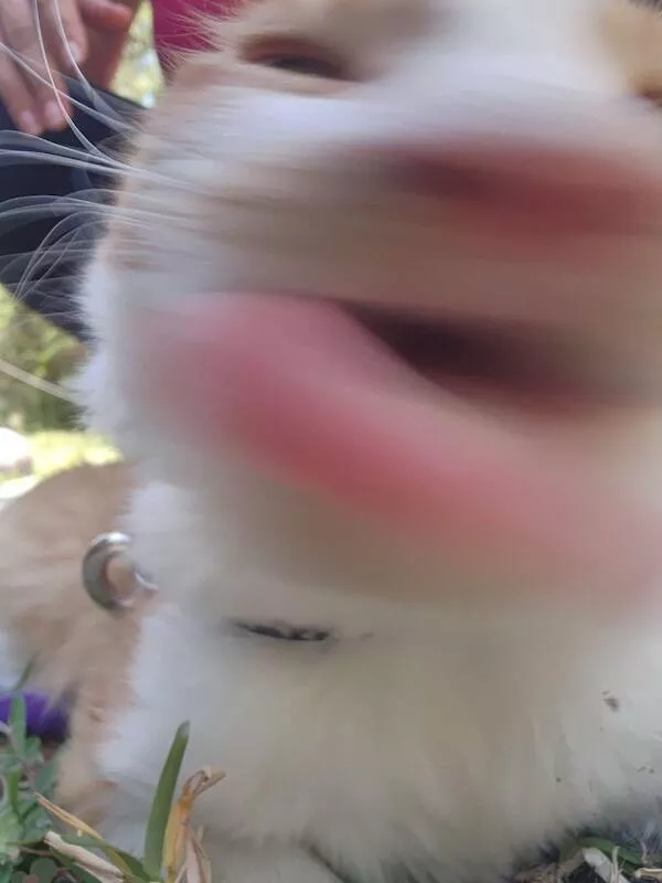 Quick furry and blurry capturing life in motion - #16 