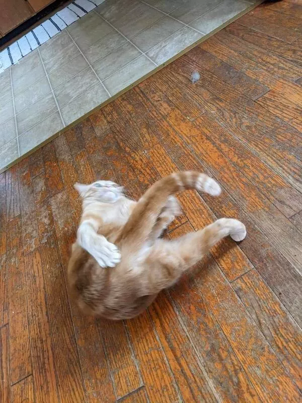 Quick furry and blurry capturing life in motion - #17 
