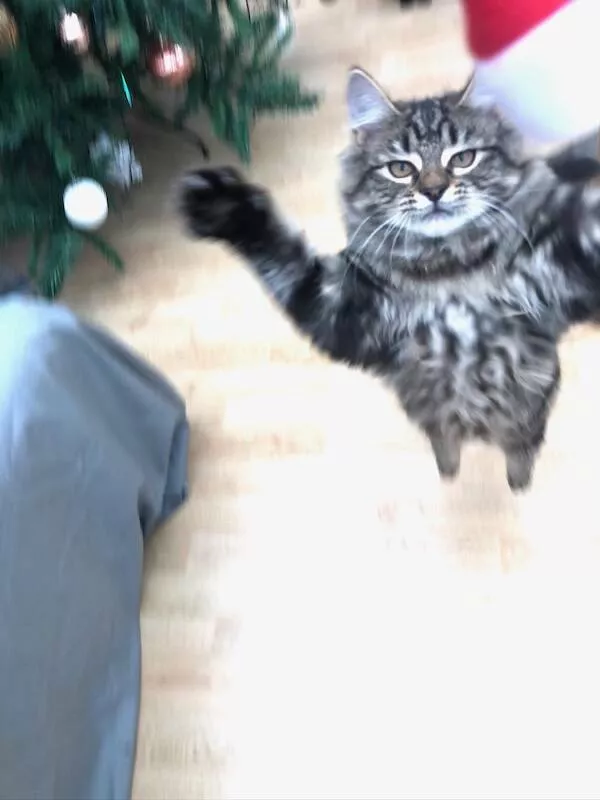 Quick furry and blurry capturing life in motion - #18 