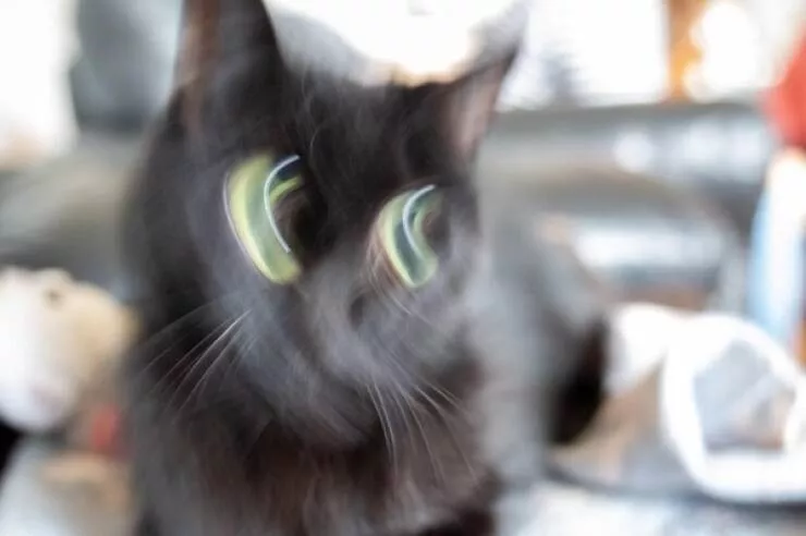 Quick furry and blurry capturing life in motion - #19 