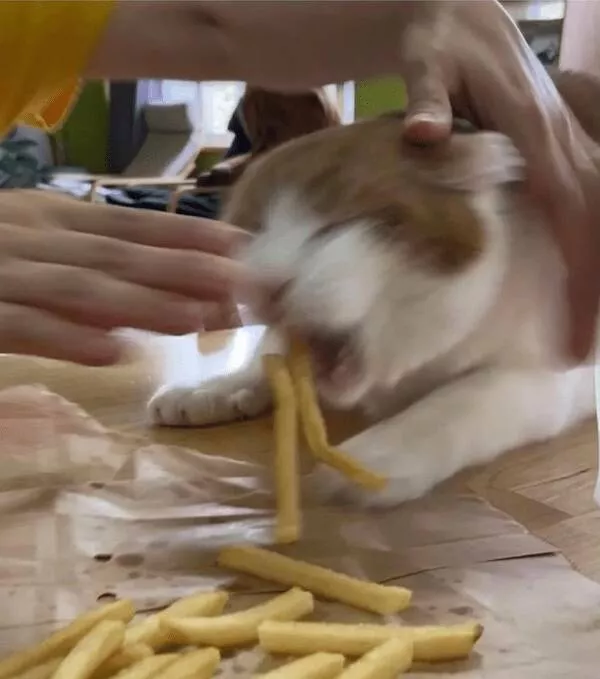 Quick furry and blurry capturing life in motion - #2 