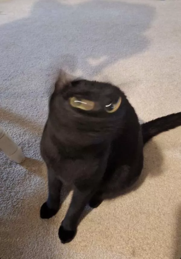 Quick furry and blurry capturing life in motion - #20 