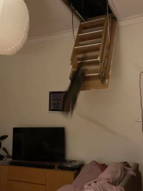 Quick furry and blurry capturing life in motion - #21 