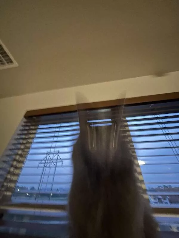 Quick furry and blurry capturing life in motion - #24 