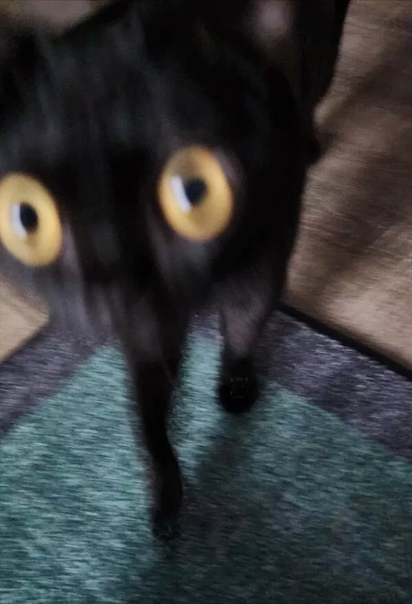 Quick furry and blurry capturing life in motion - #25 