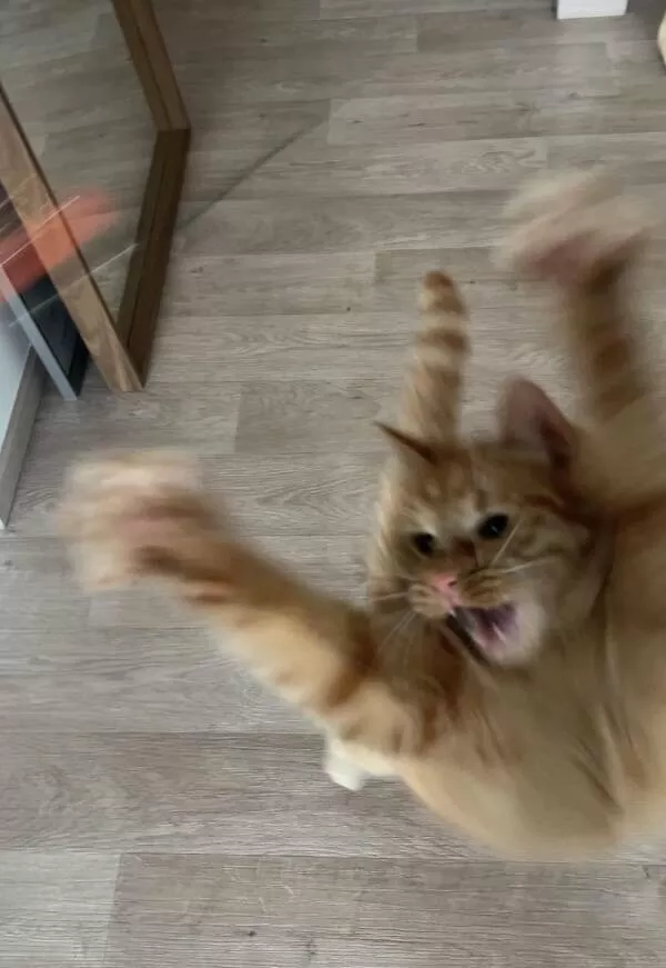 Quick furry and blurry capturing life in motion - #27 