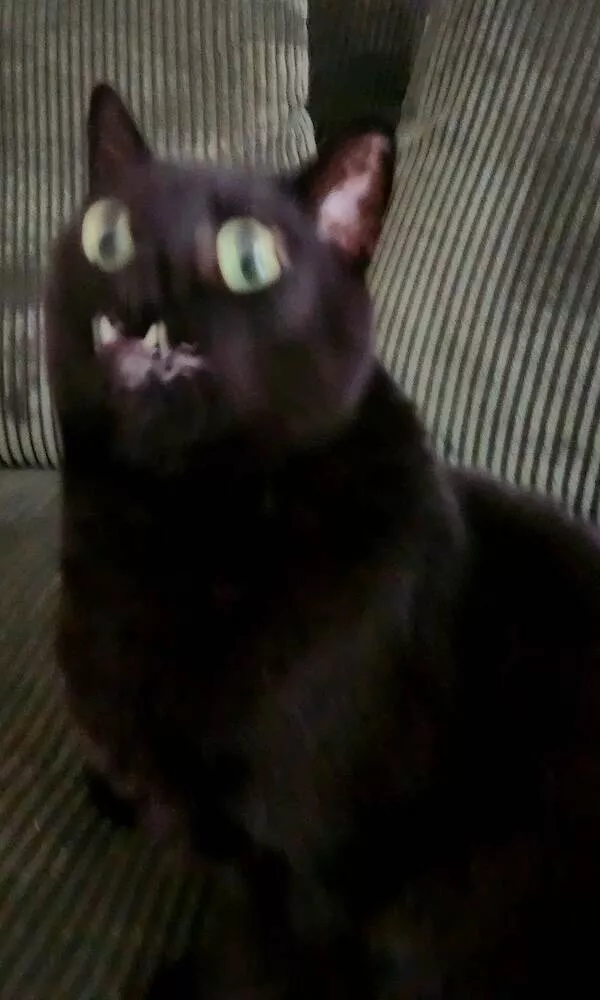 Quick furry and blurry capturing life in motion - #3 