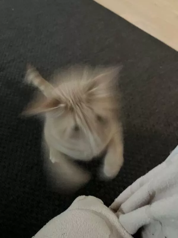 Quick furry and blurry capturing life in motion - #5 