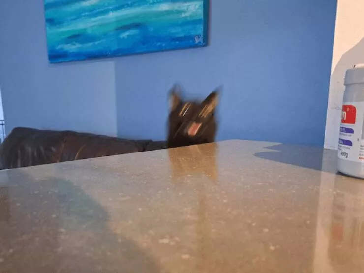 Quick furry and blurry capturing life in motion - #6 