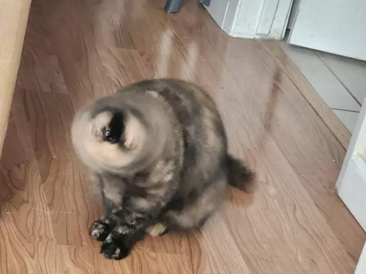 Quick furry and blurry capturing life in motion - #7 