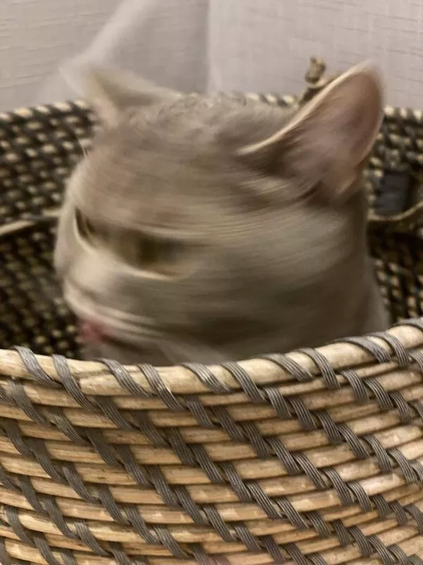 Quick furry and blurry capturing life in motion - #8 