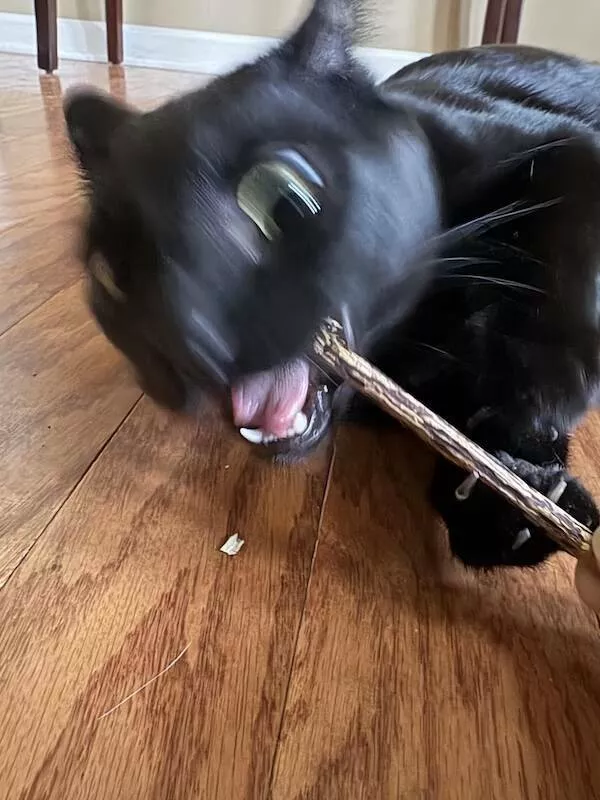 Quick furry and blurry capturing life in motion - #9 