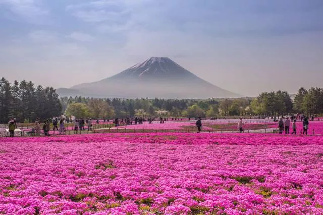 Why you must visit japan - #2 