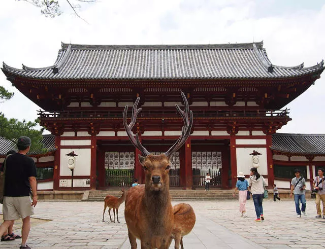 Why you must visit japan - #28 