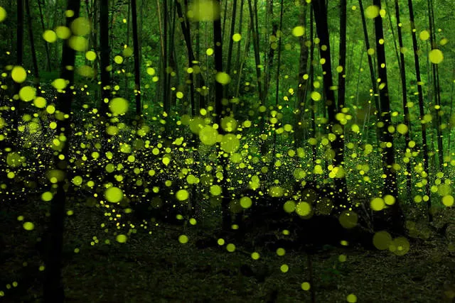 Pourquoi visiter le japon - #31 