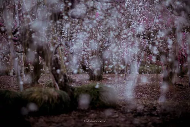 Pourquoi visiter le japon - #34 