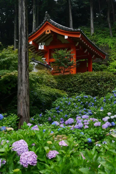 Pourquoi visiter le japon - #35 