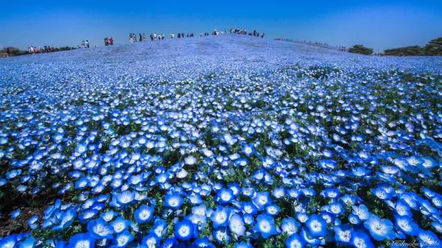 Why you must visit japan - #5 