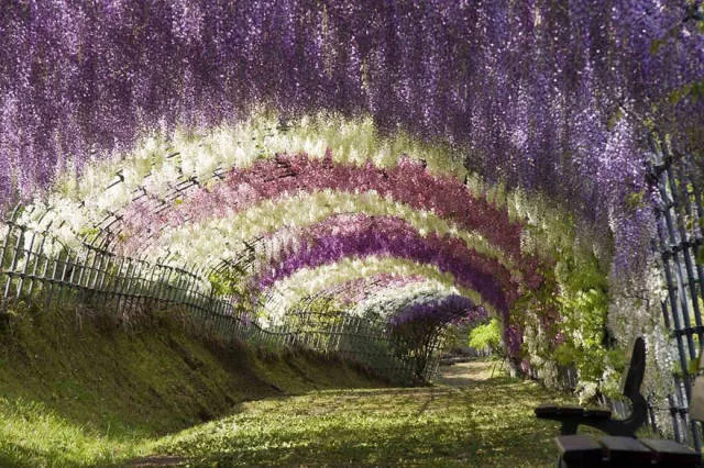 Why you must visit japan