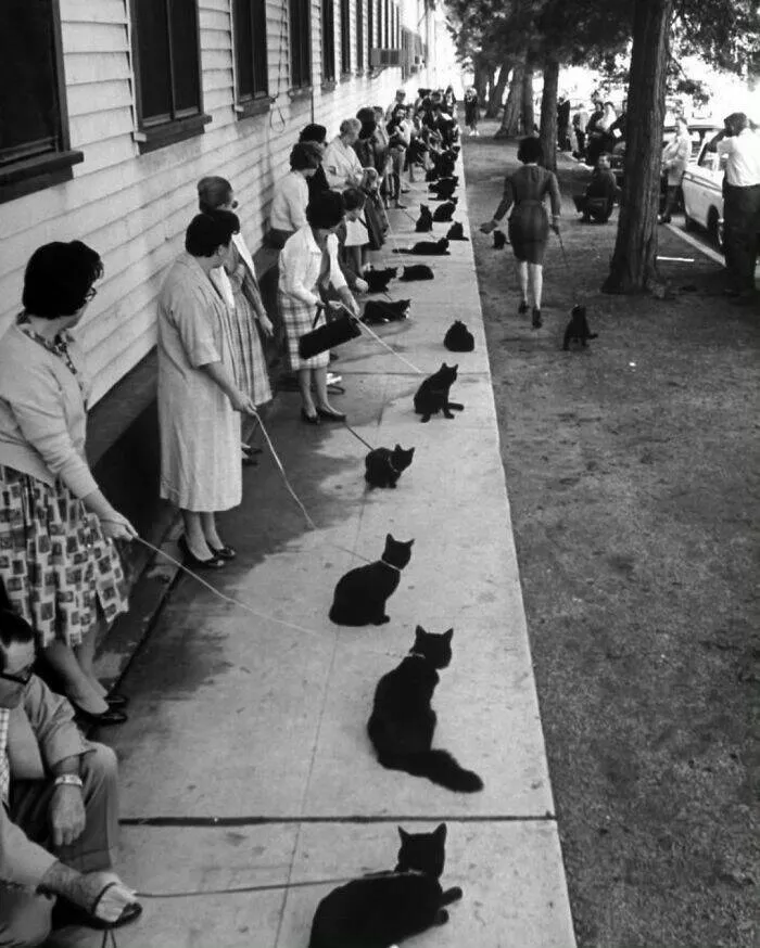 Animaux adorables en plein bazar - #18 