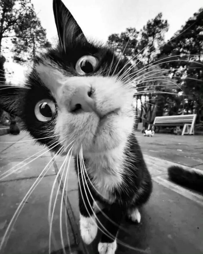 Furry fumbles and wild whimsy - #20 