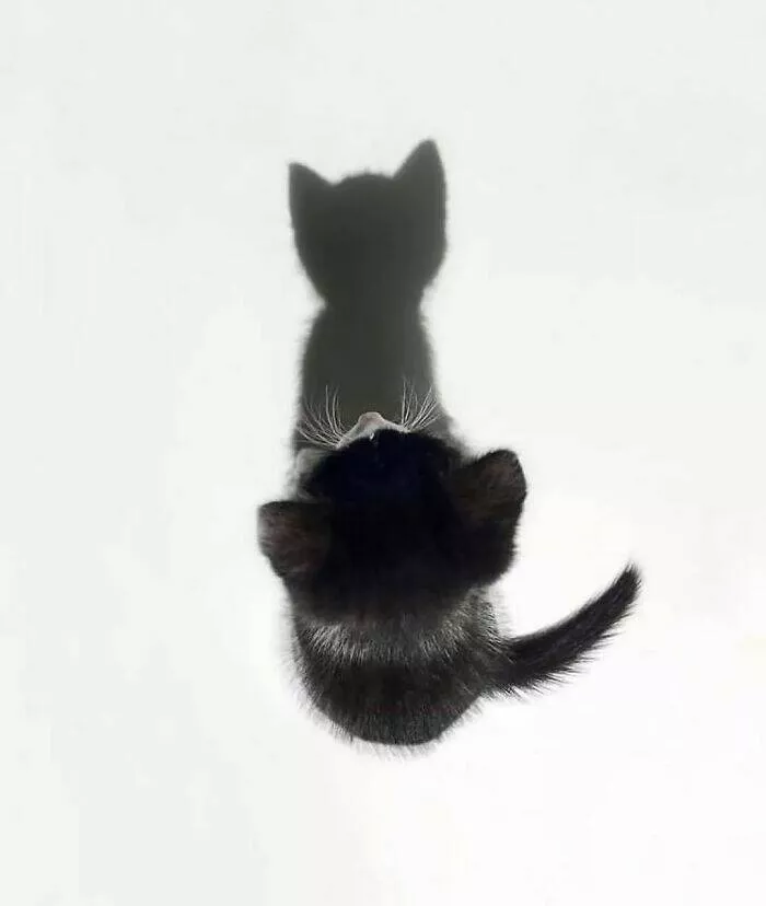 Animaux adorables en plein bazar - #21 