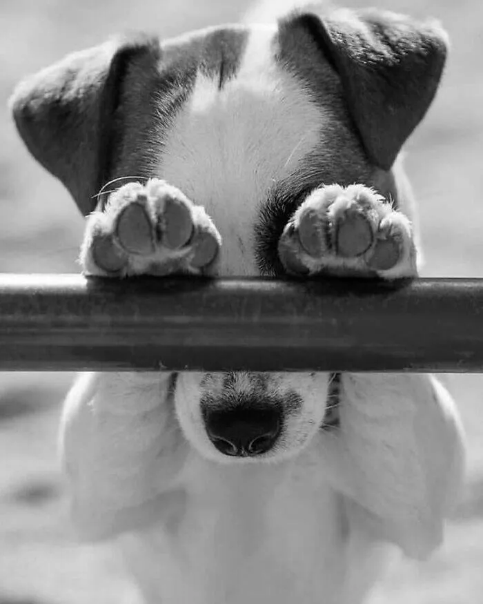 Furry fumbles and wild whimsy - #3 