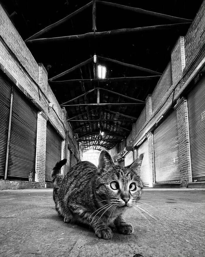 Animaux adorables en plein bazar - #33 