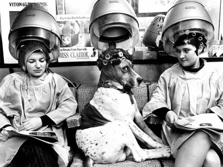 Animaux adorables en plein bazar - #5 