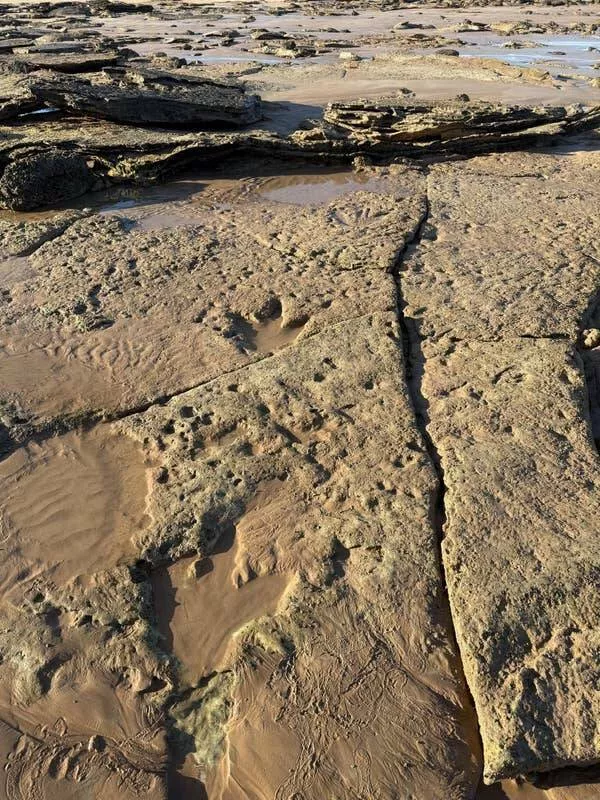 Picdump 1065 - #66 Prehistoric paths left by giants walking millions of years ago